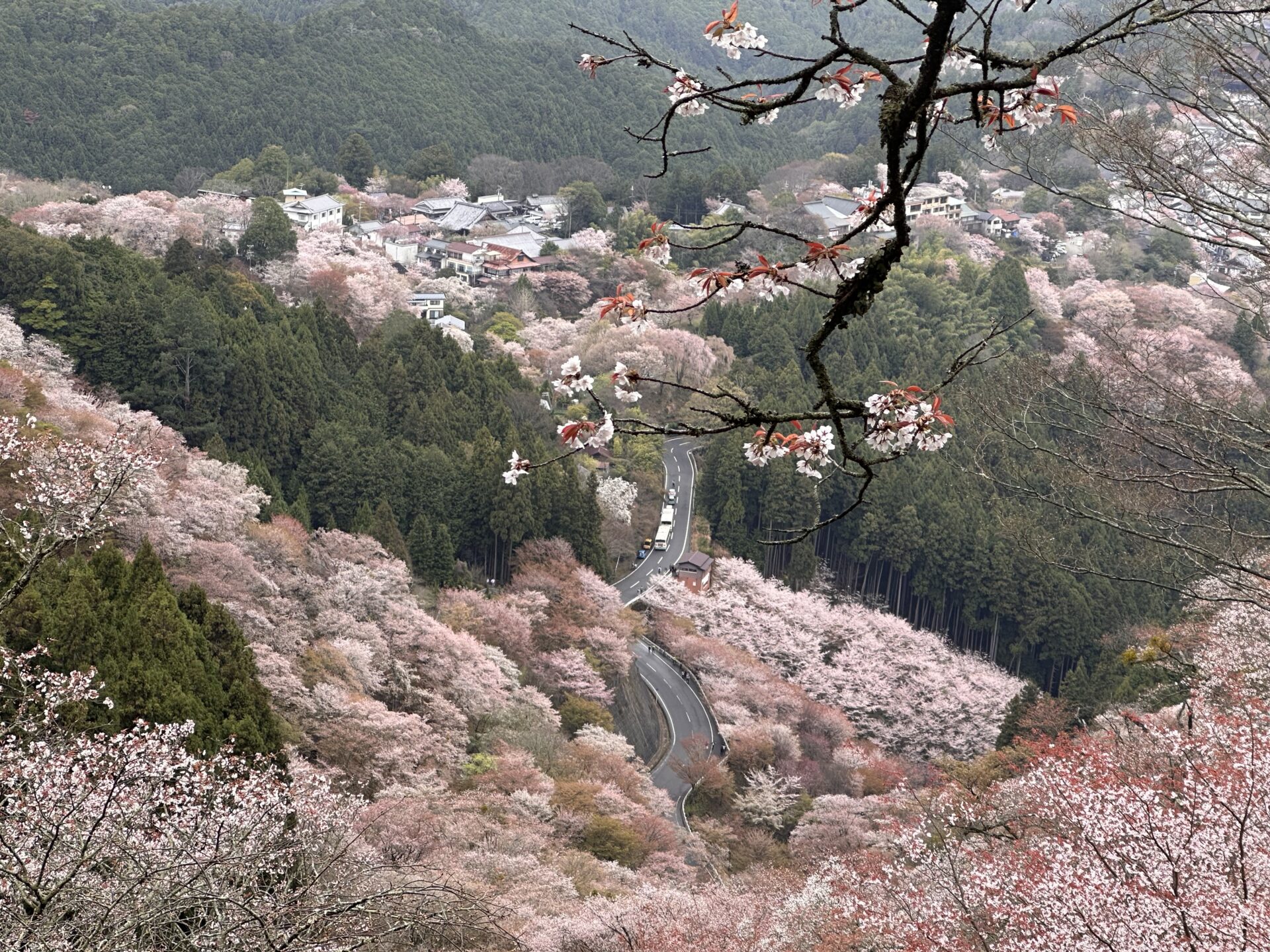 さくら咲競プロジェクトからの桜
